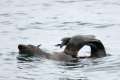 Northern Fur Seal